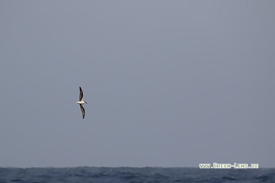 Kapverden-Sturmvogel - Copyright Stefan Pfützke