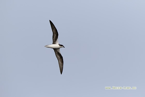 Kapverden-Sturmvogel - Copyright Stefan Pfützke