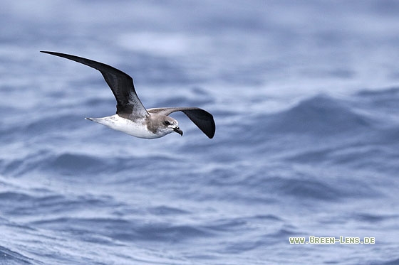 Kapverden-Sturmvogel - Copyright Stefan Pfützke
