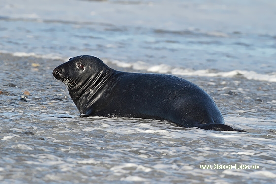 Kegelrobbe - Copyright Stefan Pfützke
