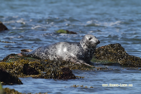 Kegelrobbe - Copyright Stefan Pfützke