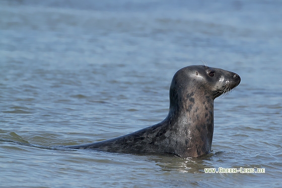 Kegelrobbe - Copyright Stefan Pfützke