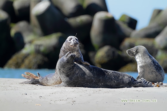Kegelrobbe - Copyright Stefan Pfützke