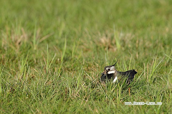 Kiebitz - Copyright Stefan Pfützke