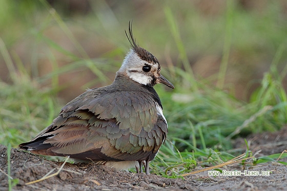 Kiebitz - Copyright Stefan Pfützke