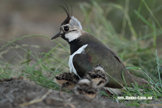 Kiebitz - Copyright Stefan Pfützke