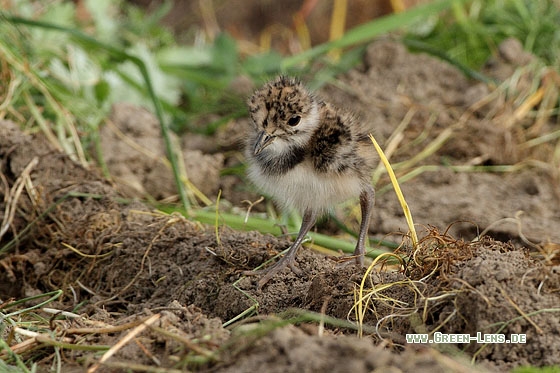 Kiebitz - Copyright Stefan Pfützke