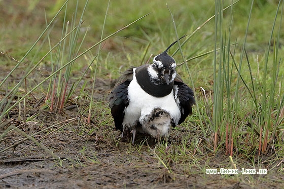 Kiebitz - Copyright Stefan Pfützke