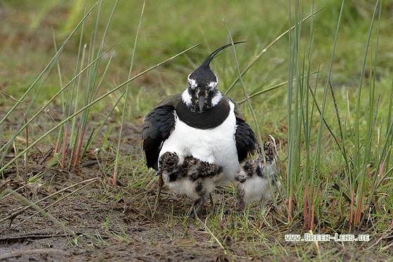 Kiebitz - Copyright Stefan Pfützke