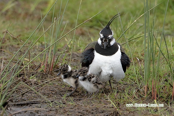 Kiebitz - Copyright Stefan Pfützke