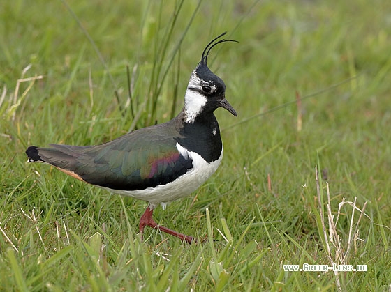 Kiebitz - Copyright Stefan Pfützke