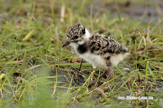 Kiebitz - Copyright Stefan Pfützke