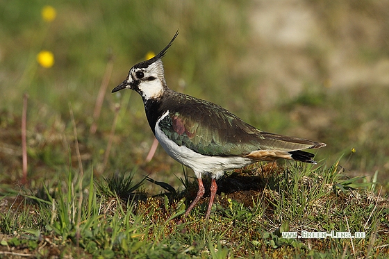 Kiebitz - Copyright Stefan Pfützke