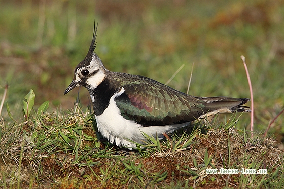 Kiebitz - Copyright Stefan Pfützke