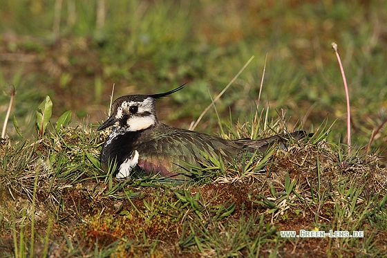 Kiebitz - Copyright Stefan Pfützke
