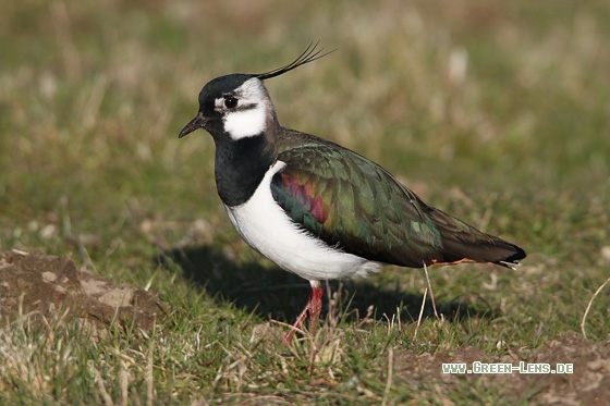 Kiebitz - Copyright Stefan Pfützke