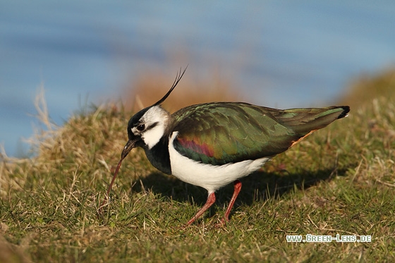 Kiebitz - Copyright Stefan Pfützke