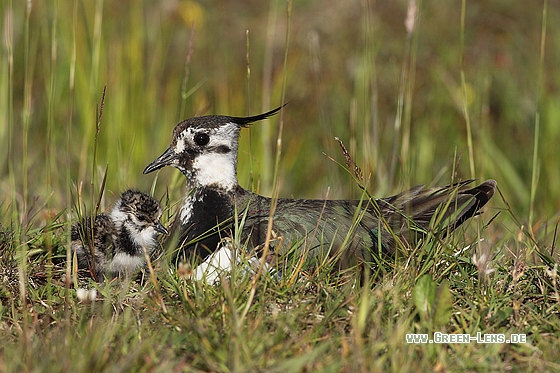 Kiebitz - Copyright Stefan Pfützke