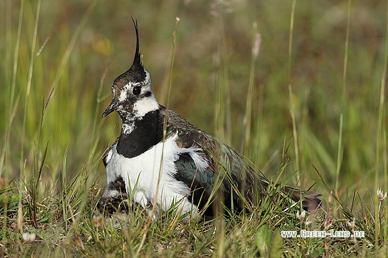 Kiebitz - Copyright Stefan Pfützke