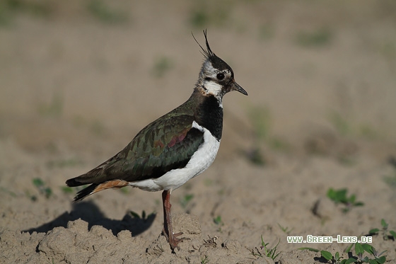 Kiebitz - Copyright Stefan Pfützke