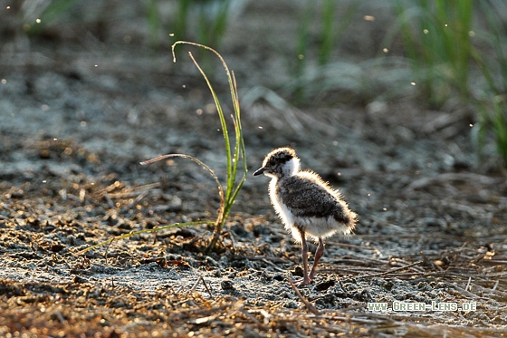 Kiebitz - Copyright Stefan Pfützke