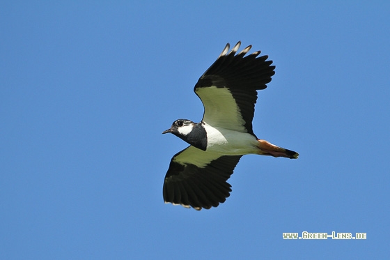 Kiebitz - Copyright Stefan Pfützke