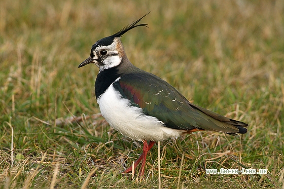 Kiebitz - Copyright Stefan Pfützke