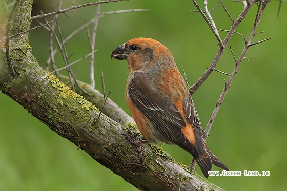 Kiefernkreuzschnabel - Copyright Stefan Pfützke