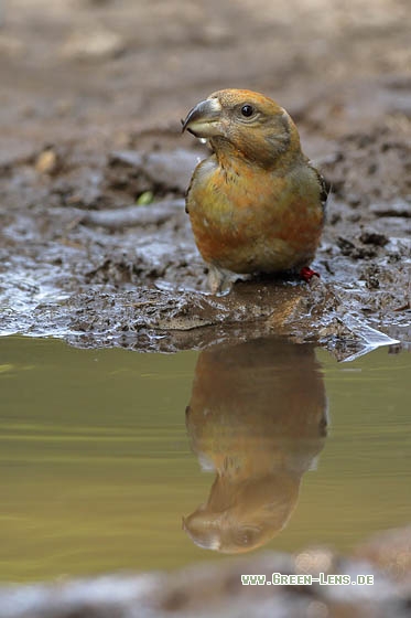 Kiefernkreuzschnabel - Copyright Stefan Pfützke
