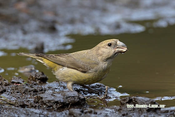 Kiefernkreuzschnabel - Copyright Stefan Pfützke