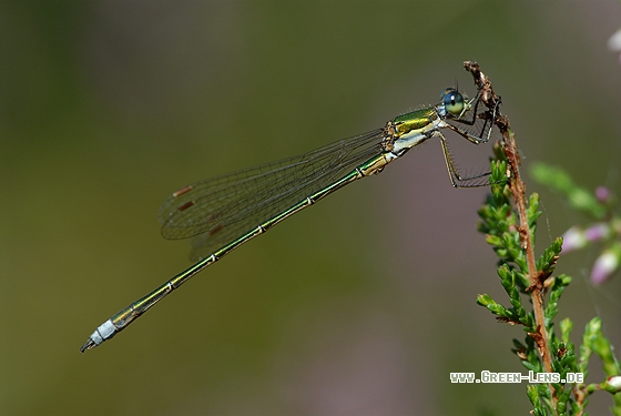 Kleine Binsenjungfer - Copyright Christian Gelpke