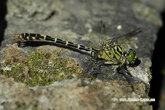 Kleine Zangenlibelle - Copyright Christian Gelpke