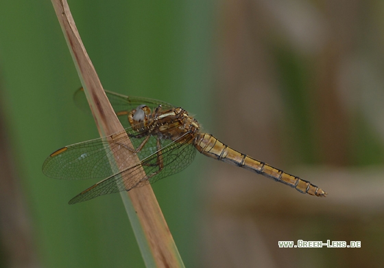Kleiner Blaupfeil - Copyright Christian Gelpke
