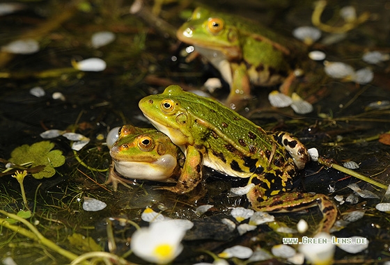 Kleiner Wasserfrosch - Copyright Christian Gelpke