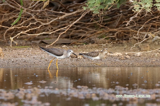Graubrust-Strandläufer - Copyright Stefan Pfützke