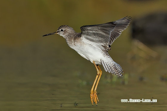 Kleiner Gelbschenkel - Copyright Stefan Pfützke
