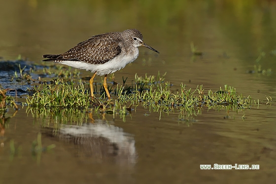 Kleiner Gelbschenkel - Copyright Stefan Pfützke