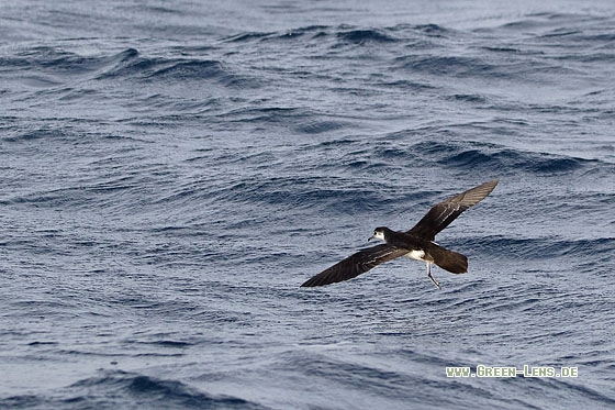 Boydsturmtaucher - Copyright Stefan Pfützke