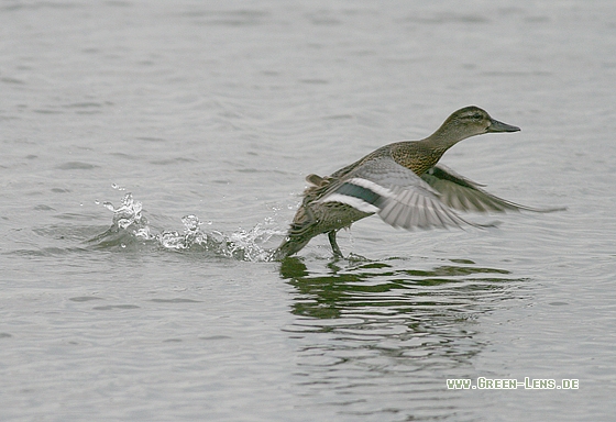 Knäkente - Copyright Stefan Pfützke