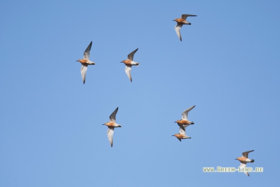 Knutt - Copyright Mathias Putze