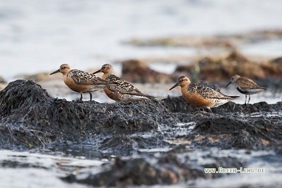 Knutt - Copyright Mathias Putze