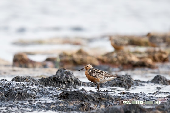 Knutt - Copyright Mathias Putze