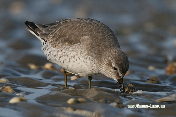 Knutt - Copyright Stefan Pfützke