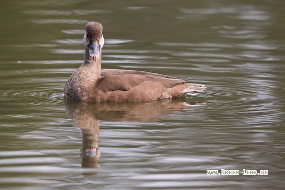 Kolbenente - Copyright Mathias Putze