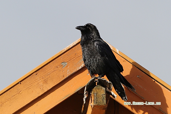 Kolkrabe - Copyright Christoph Moning