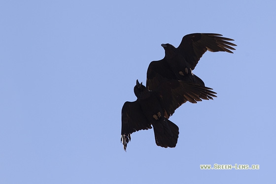 Kolkrabe - Copyright Mathias Putze