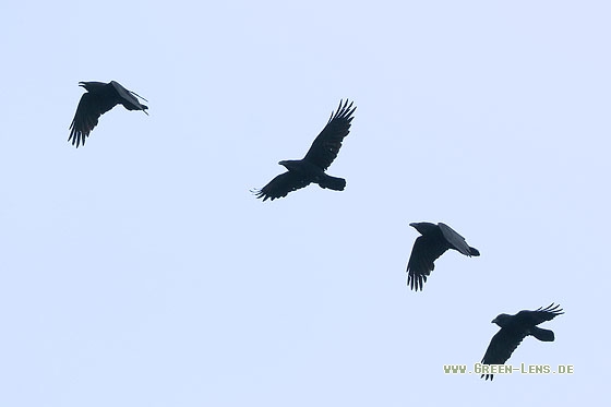 Kolkrabe - Copyright Stefan Pfützke