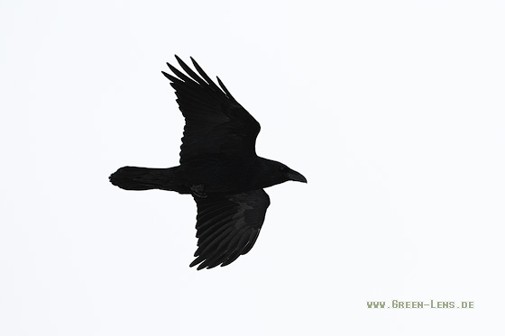 Kolkrabe - Copyright Stefan Pfützke