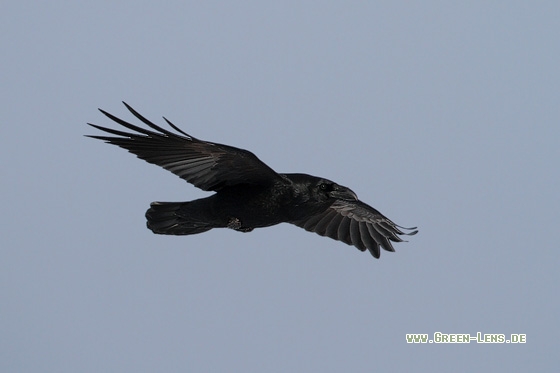 Kolkrabe - Copyright Stefan Pfützke