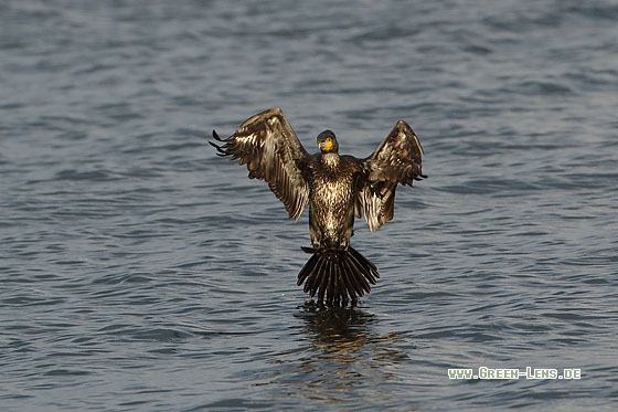 Kormoran - Copyright Stefan Pfützke